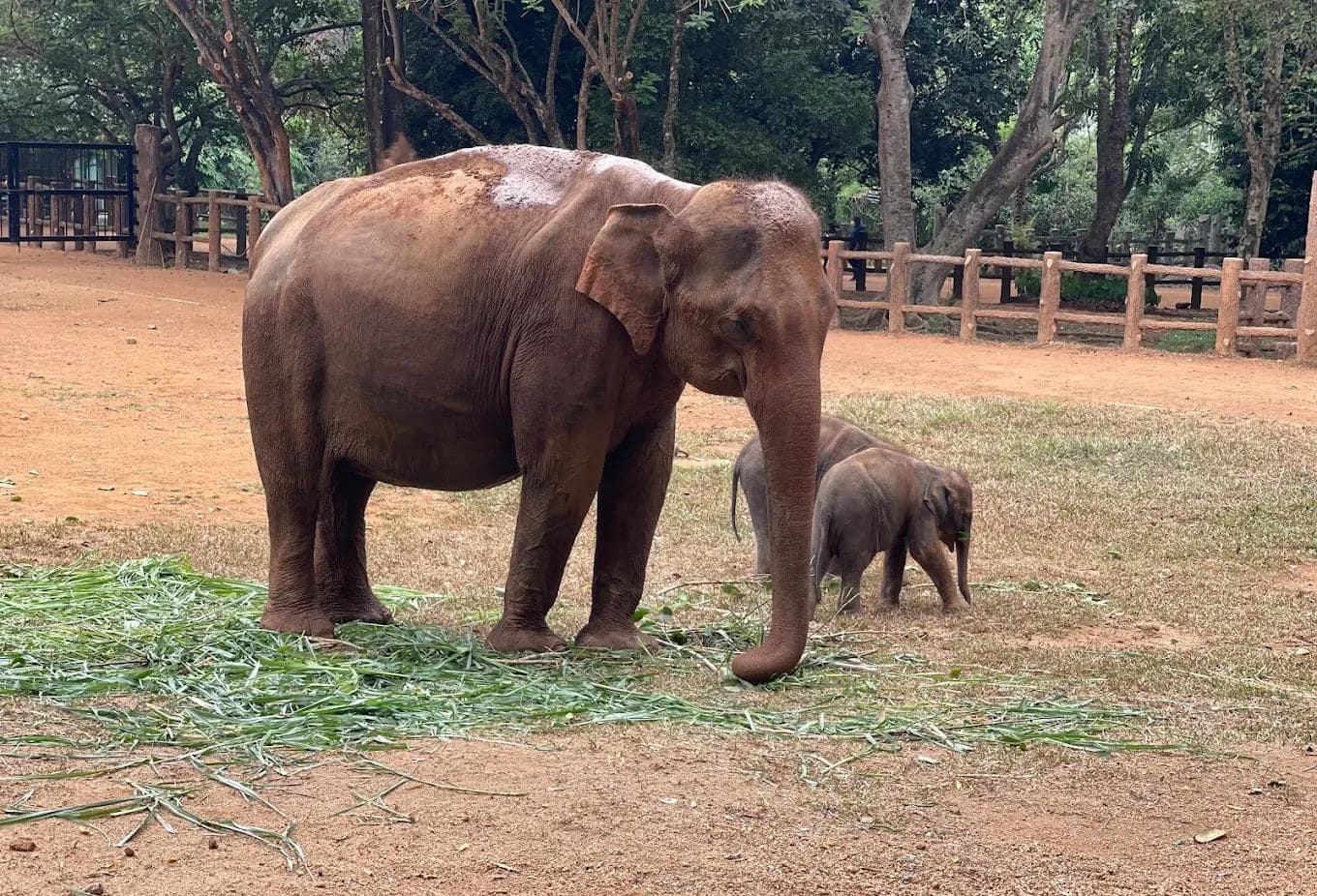 مرکز نگهداری فیل‌های پیناوالا